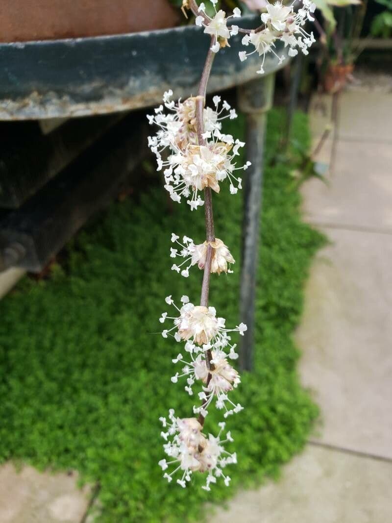 Callisia fragrans