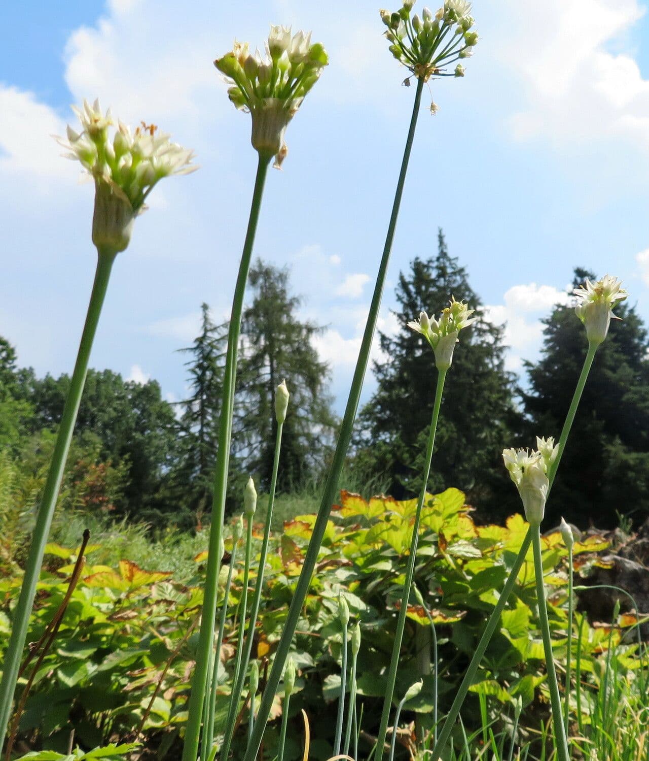 Allium tuberosum