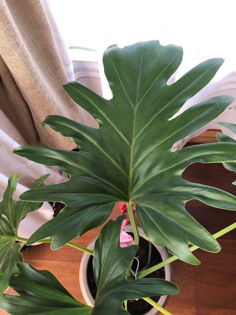 Philodendron xanadu