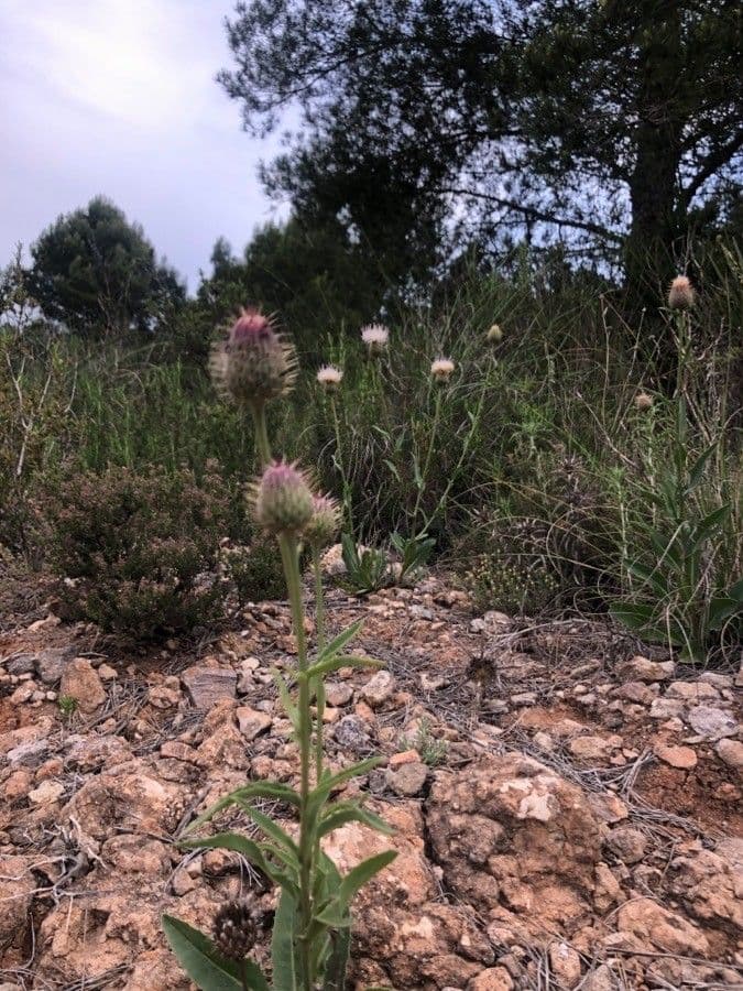 Cirsium occidentale