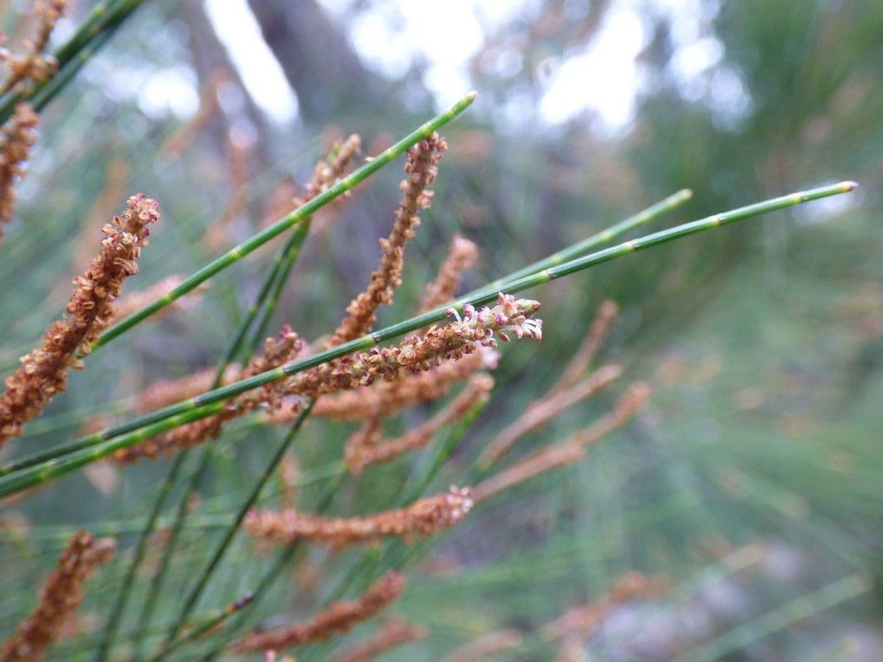 Casuarina equisetifolia