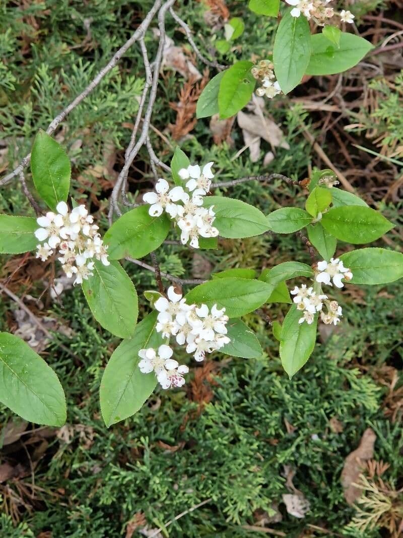 Aronia arbutifolia