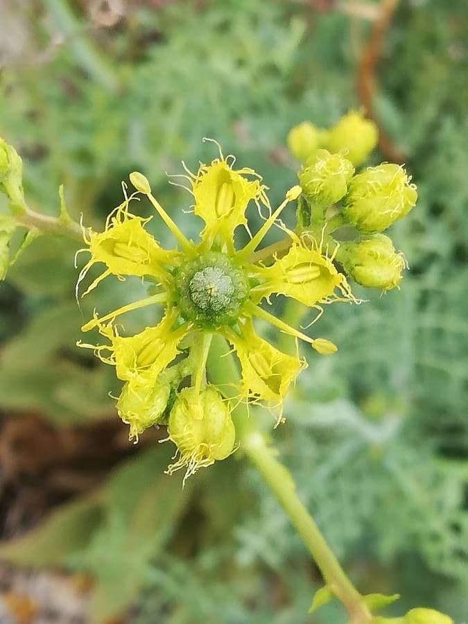 Ruta angustifolia