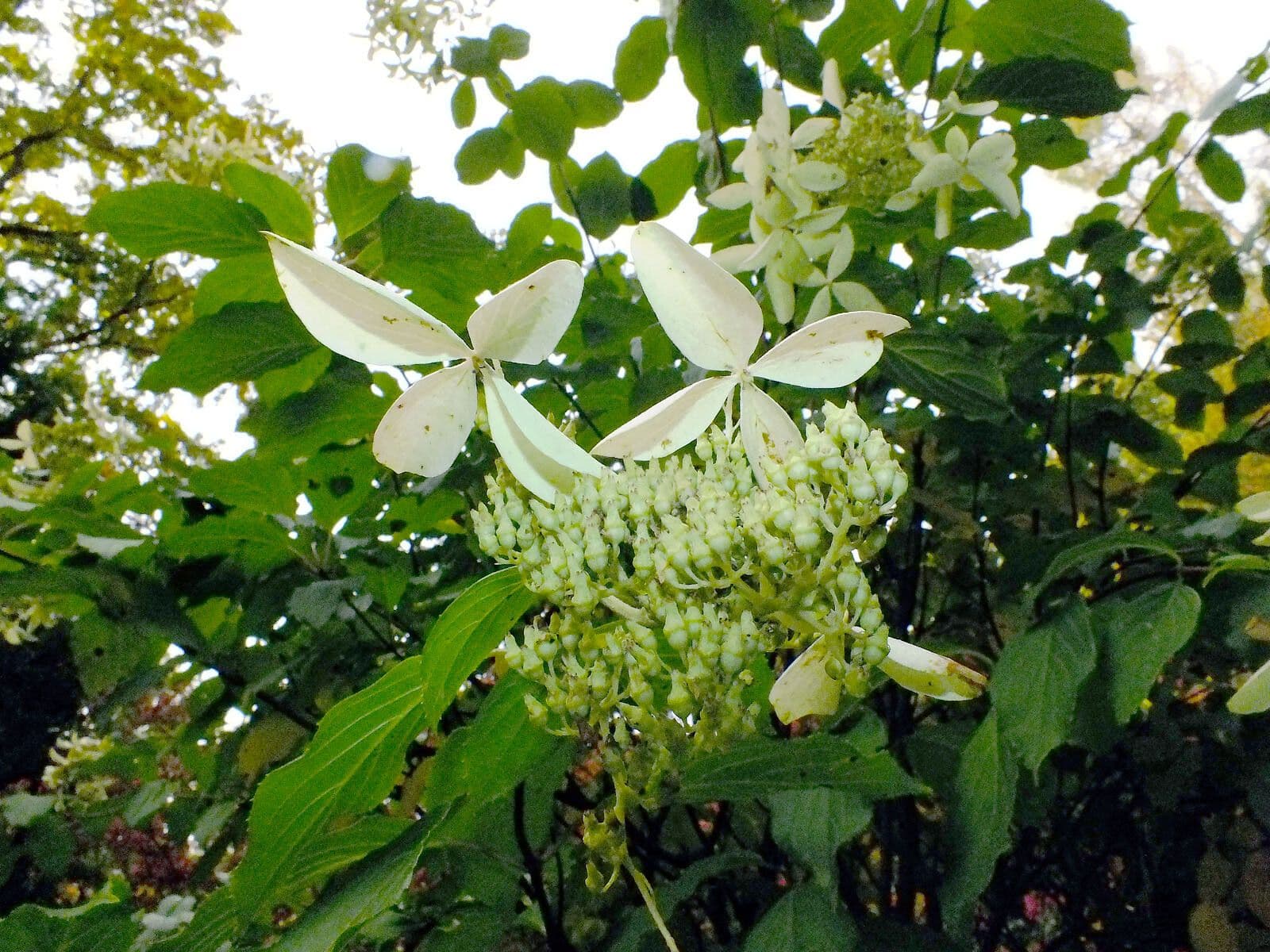 Hydrangea hydrangeoides