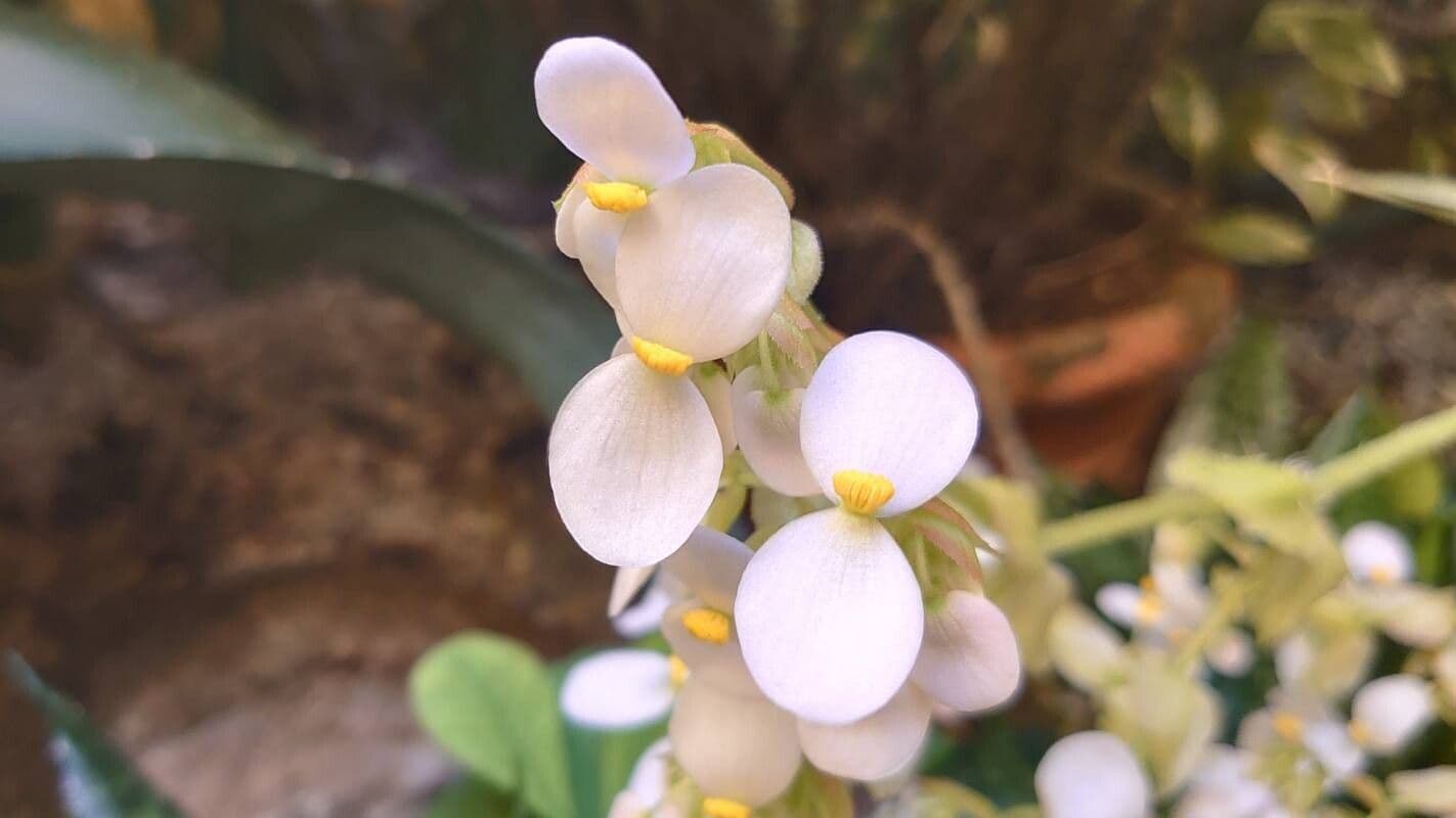 Begonia heracleifolia