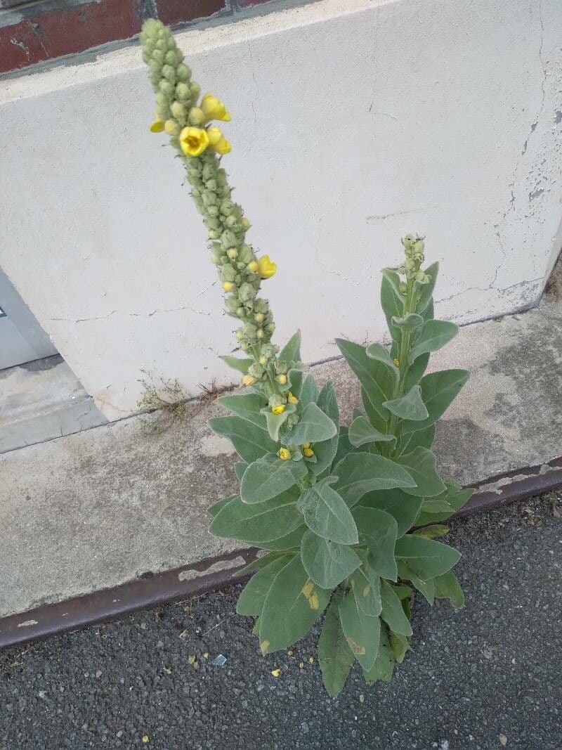 Verbascum thapsus