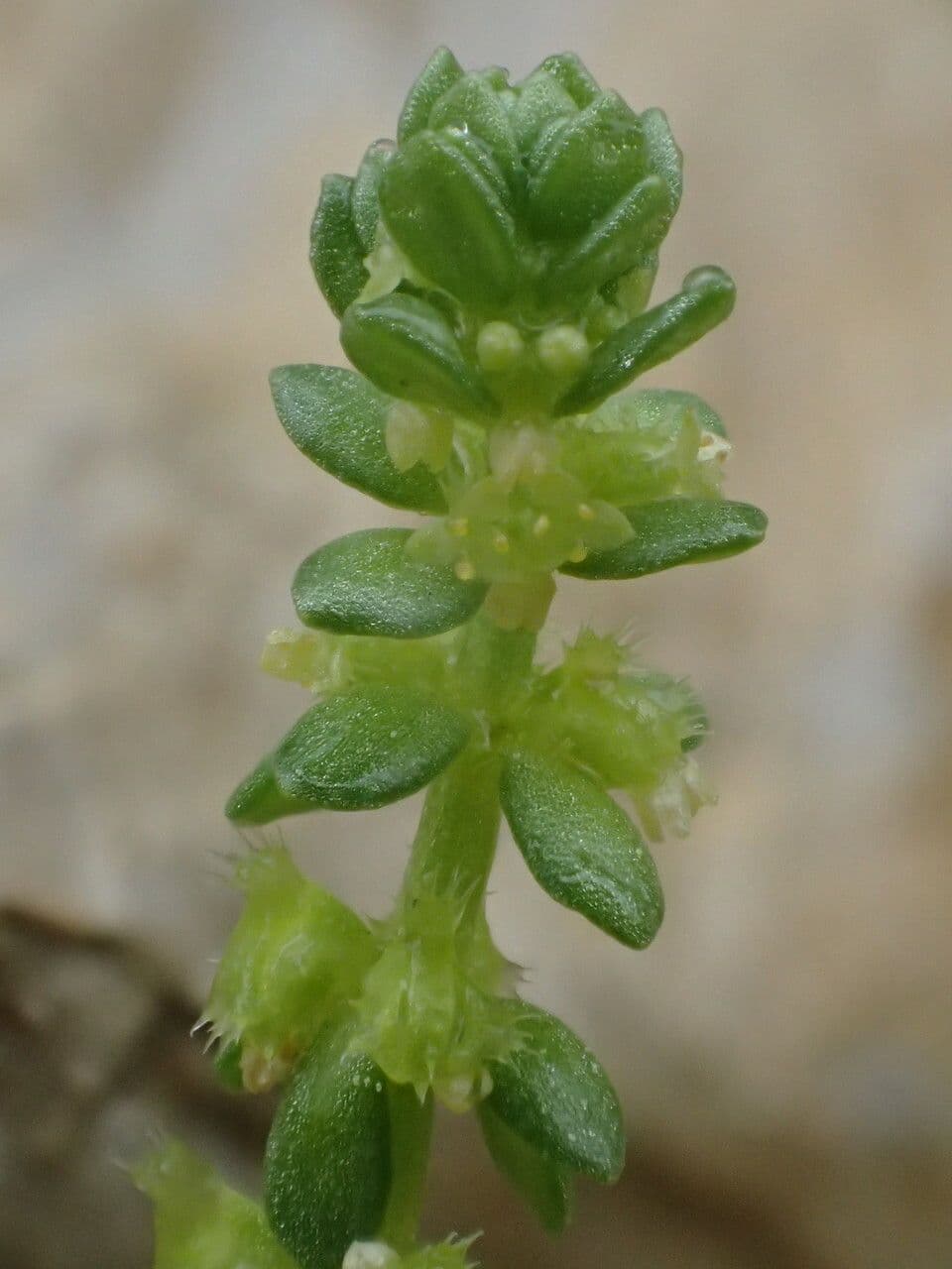 Valantia muralis