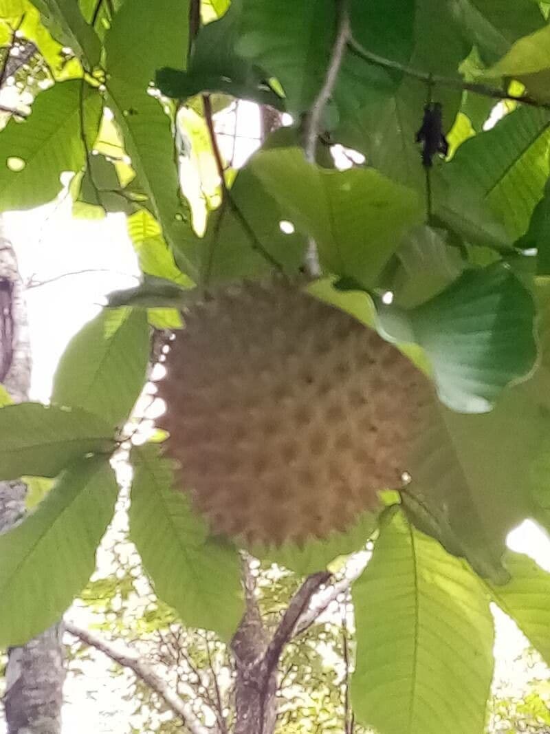 Annona purpurea