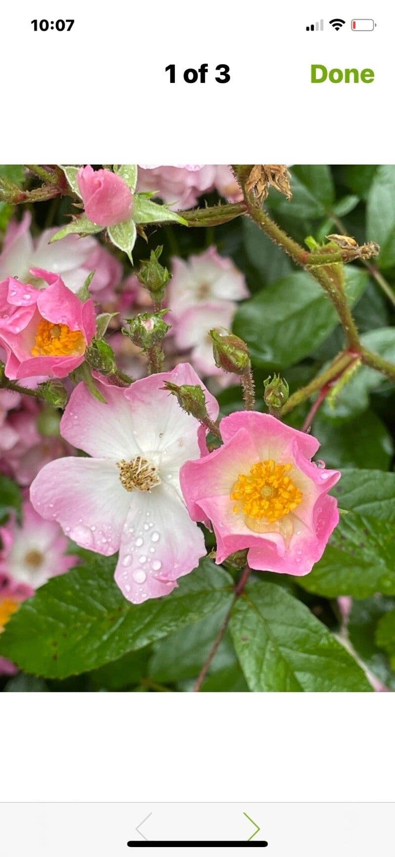 Rosa multiflora