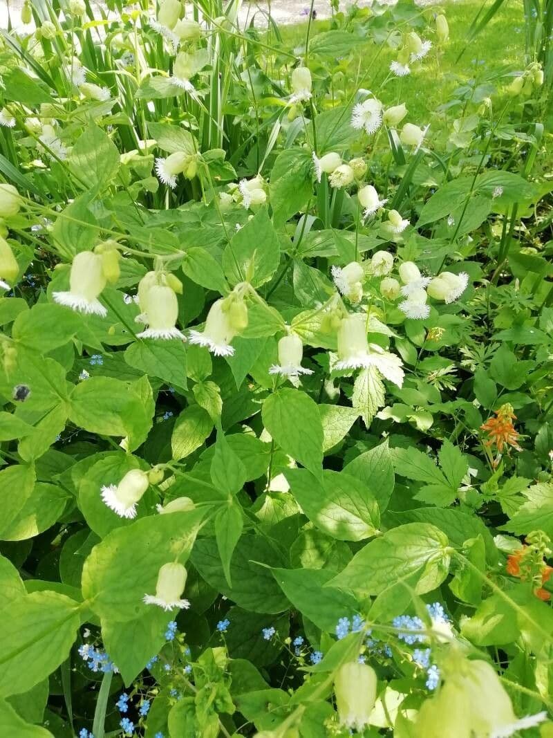 Silene stellata