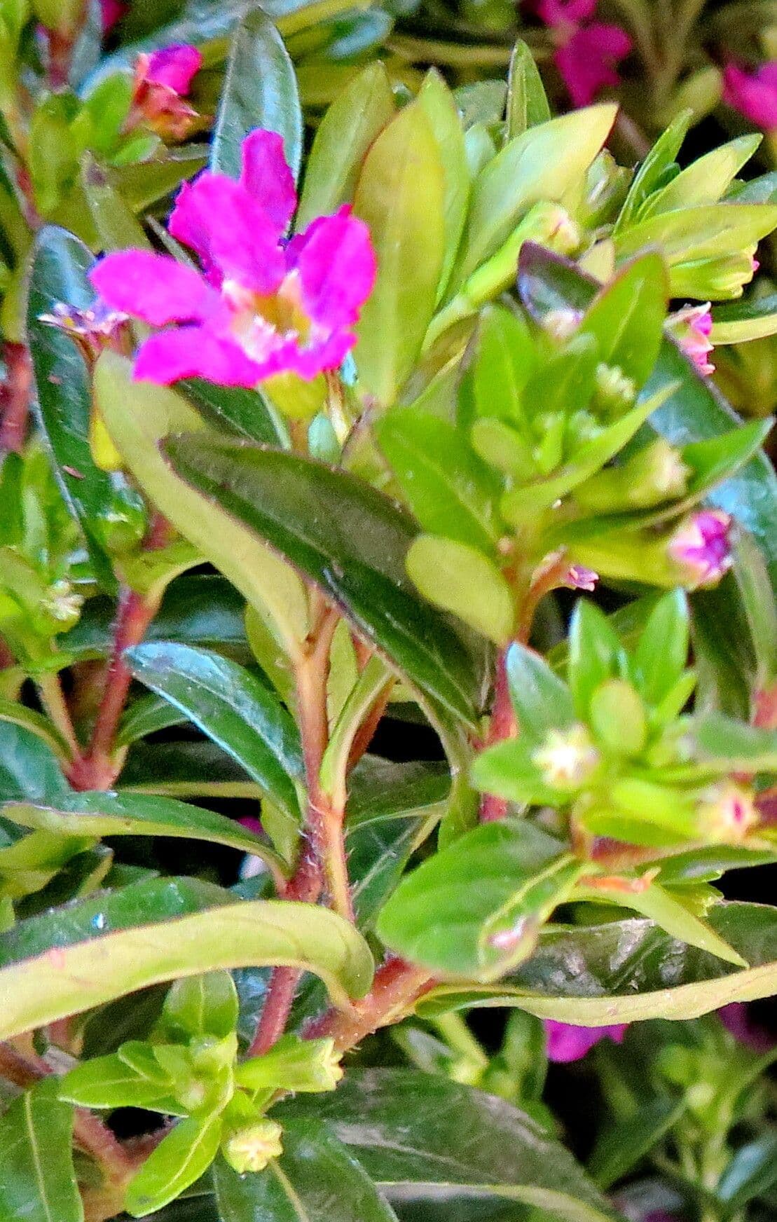 Cuphea hyssopifolia