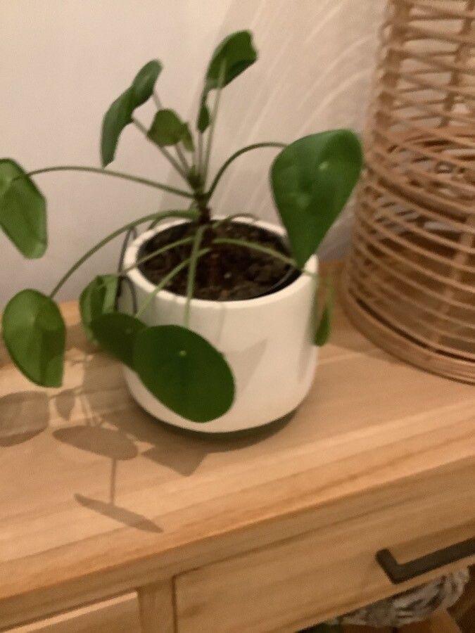 Pilea peperomioides