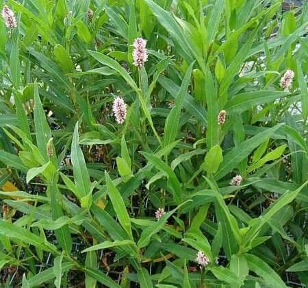 Persicaria amphibia