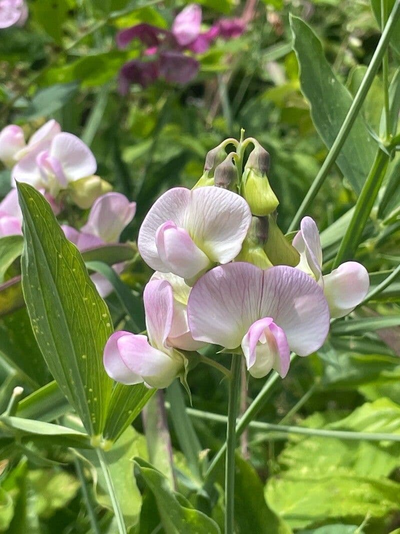 Lathyrus latifolius