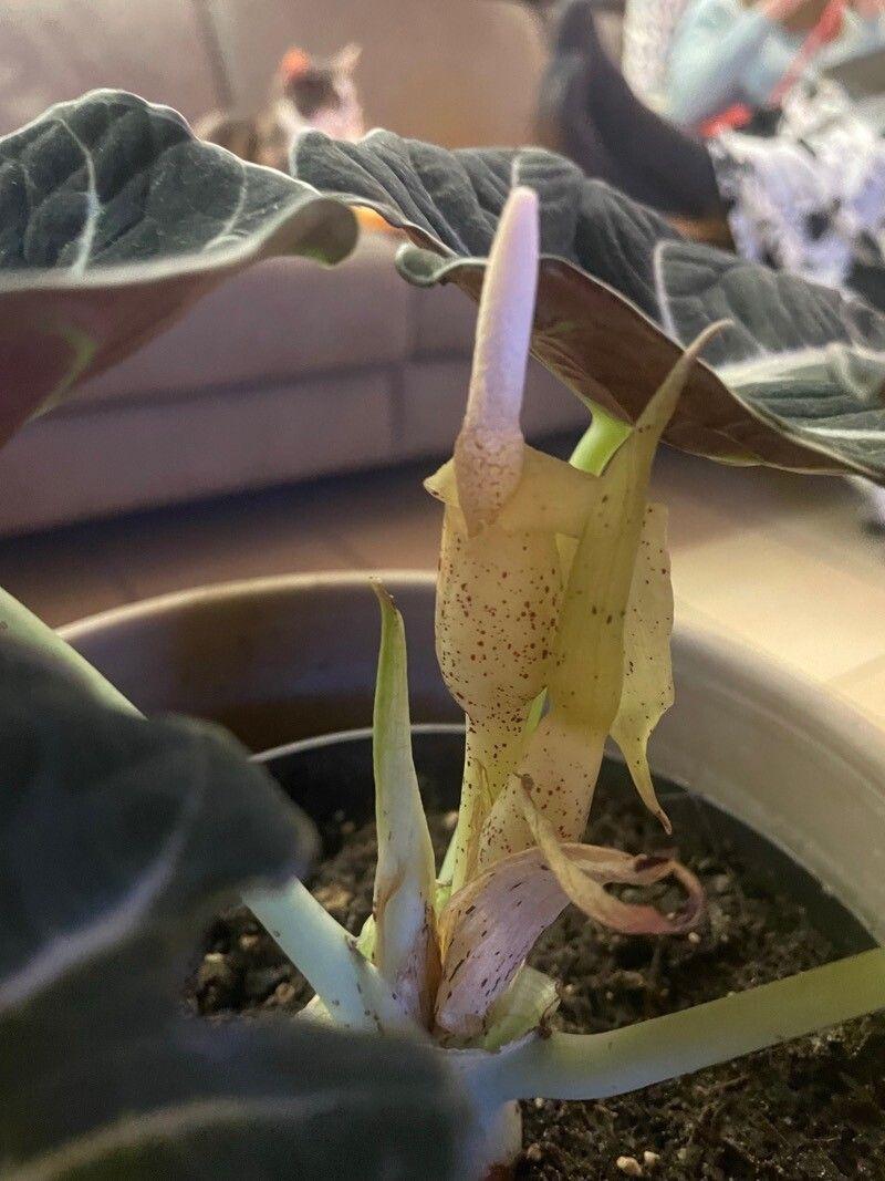 Alocasia reginula