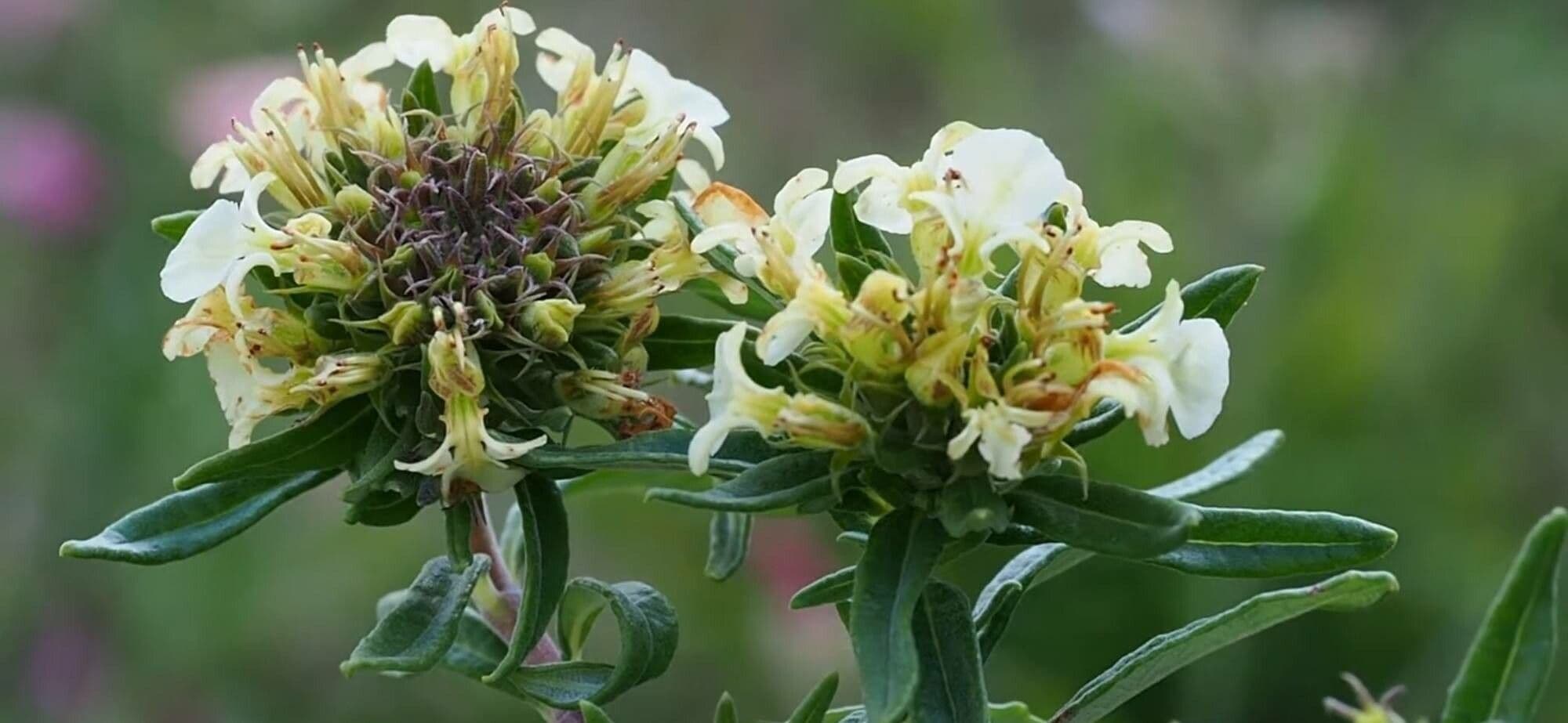 Teucrium montanum