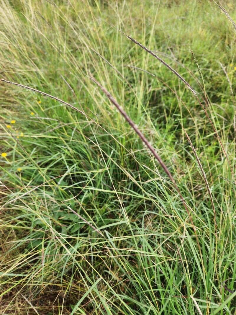 Sehima nervosum