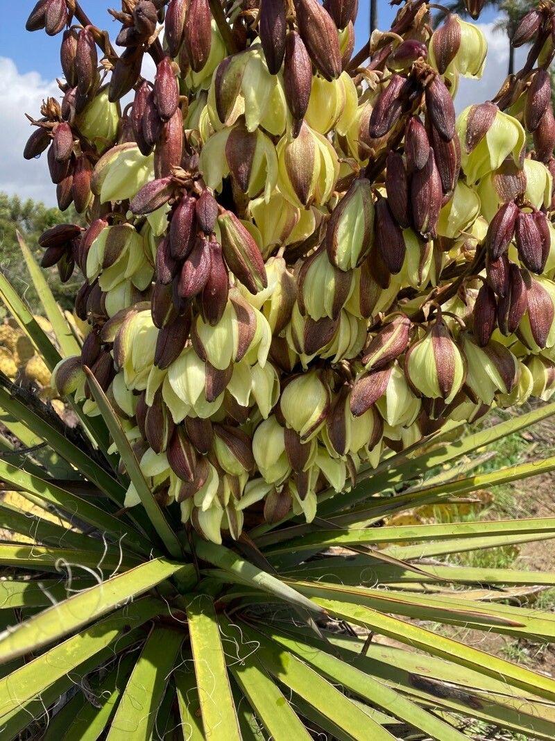 Yucca schidigera