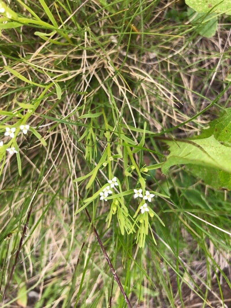 Thesium alpinum