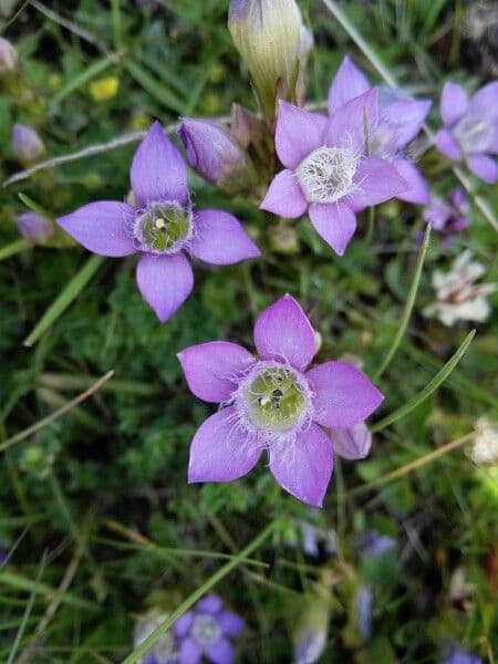 Gentianella germanica