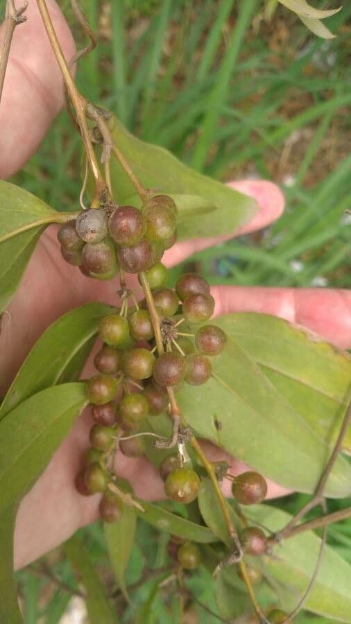 Smilax laurifolia