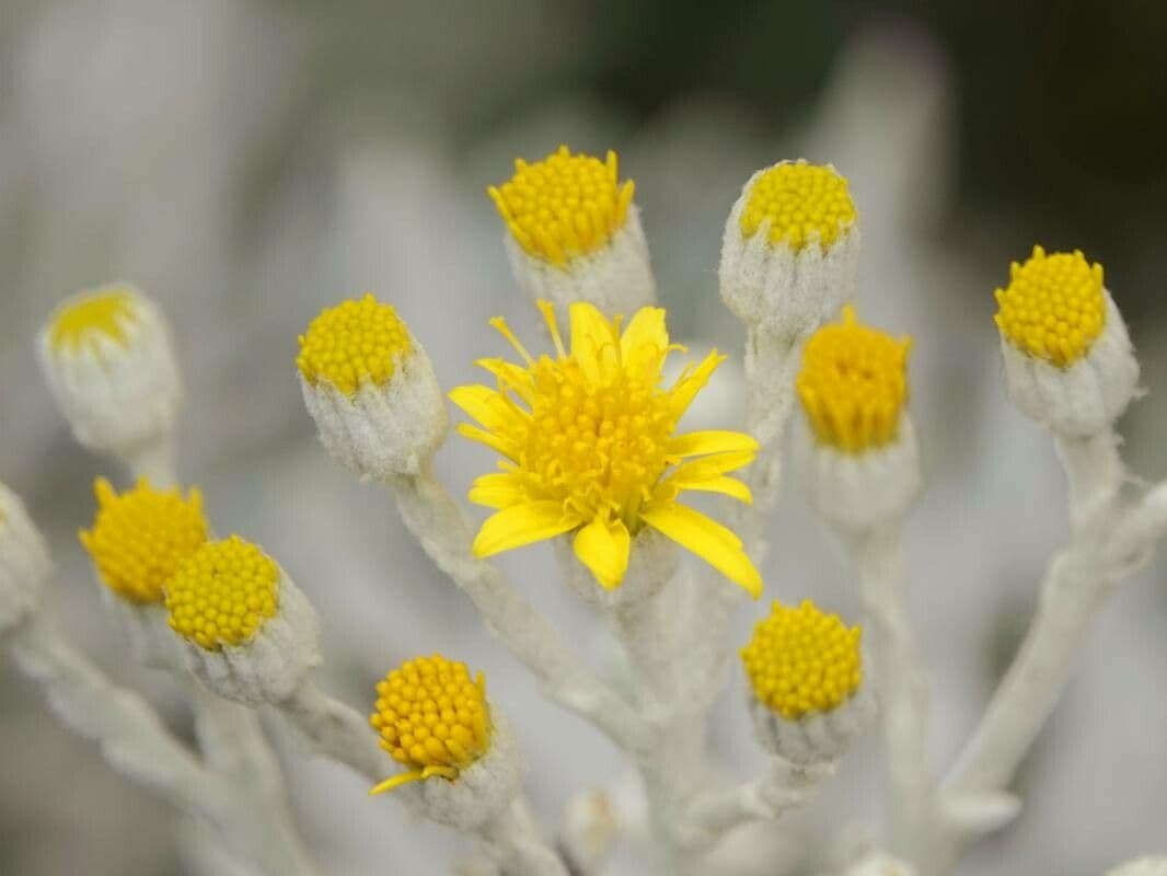 Centaurea cineraria