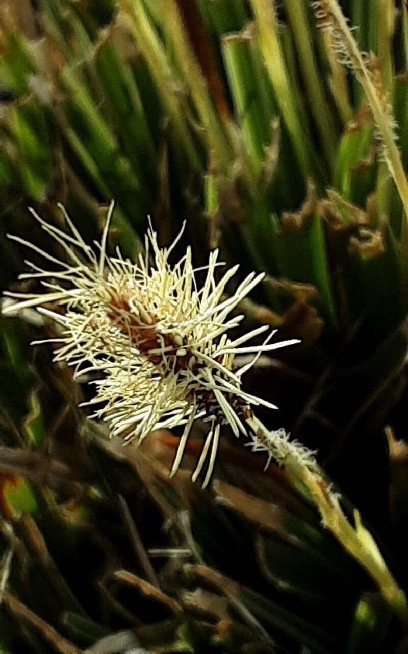 Carex caryophyllea
