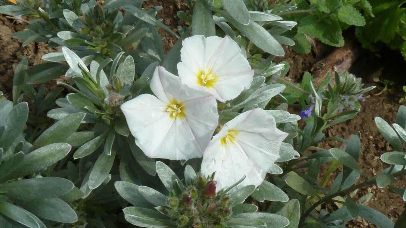 Convolvulus cneorum