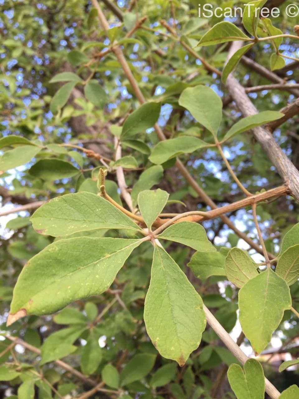 Vitex pooara