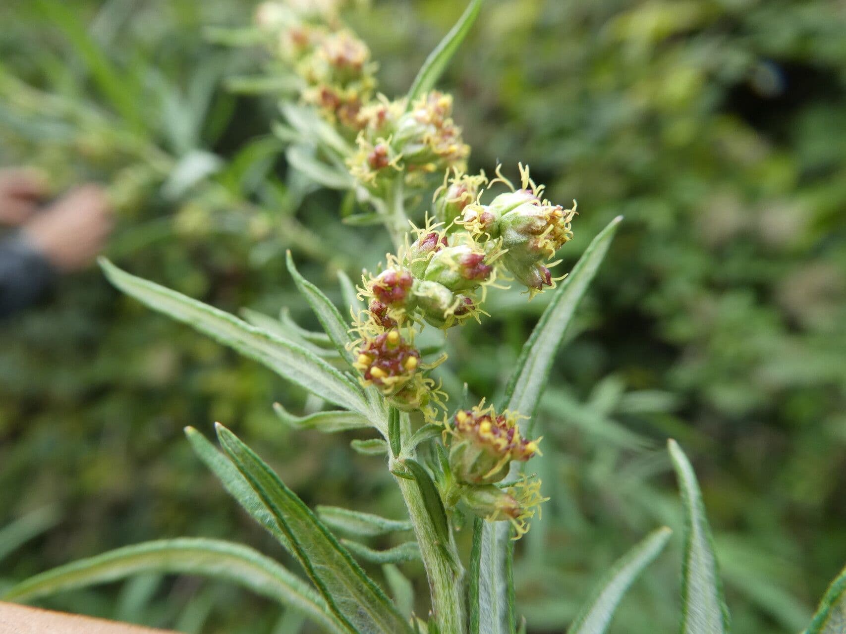 Artemisia verlotiorum