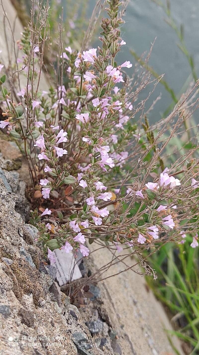 Micromeria graeca