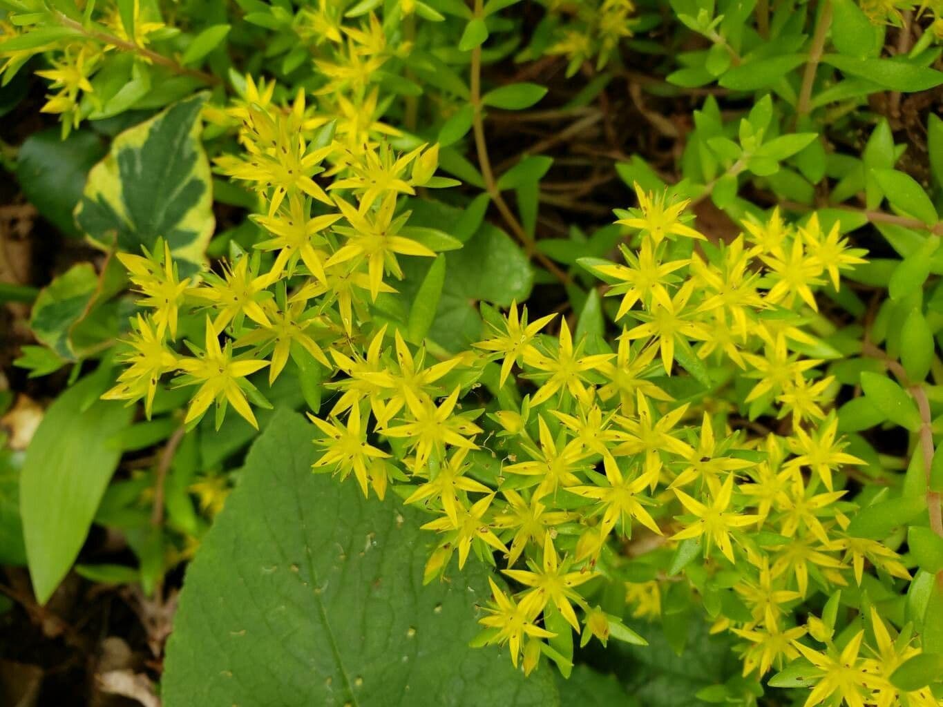 Sedum sarmentosum