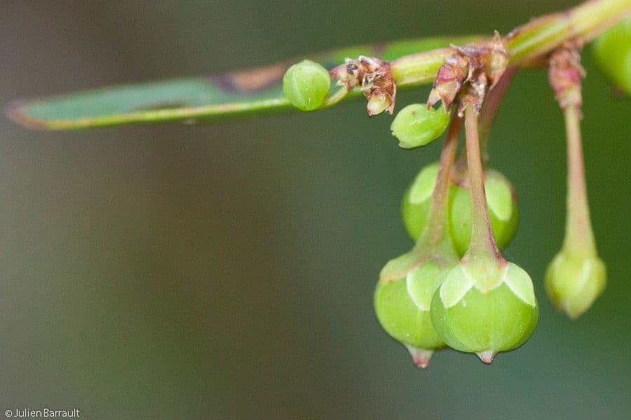 Phyllanthus bourgeoisii