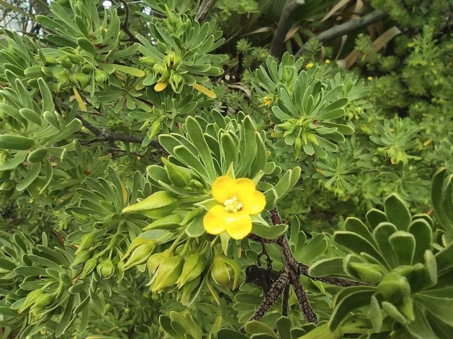 Suriana maritima