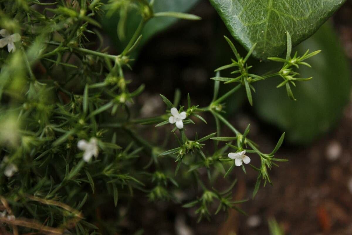 Polypremum procumbens
