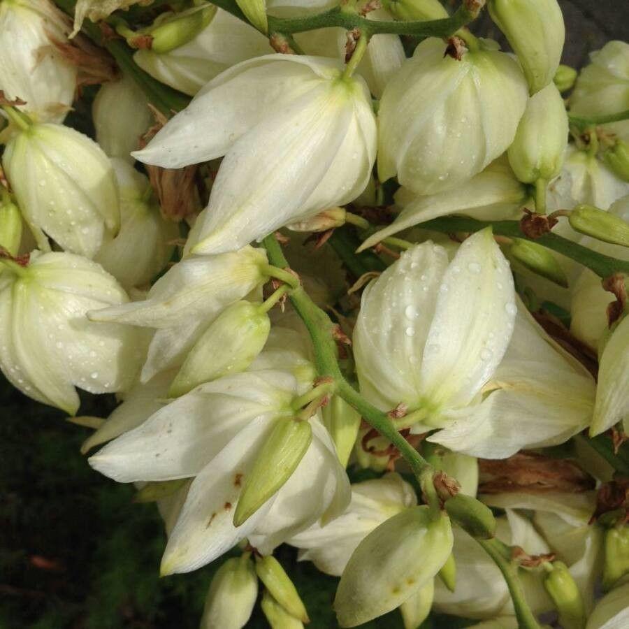 Yucca filamentosa