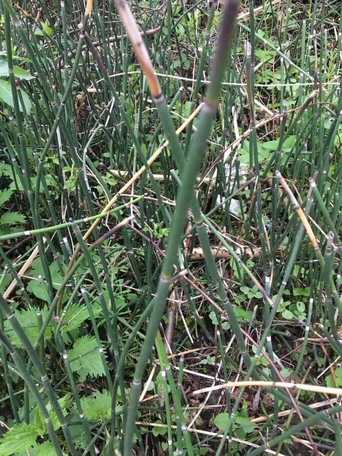 Equisetum hyemale