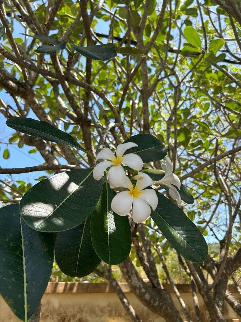 Plumeria obtusa