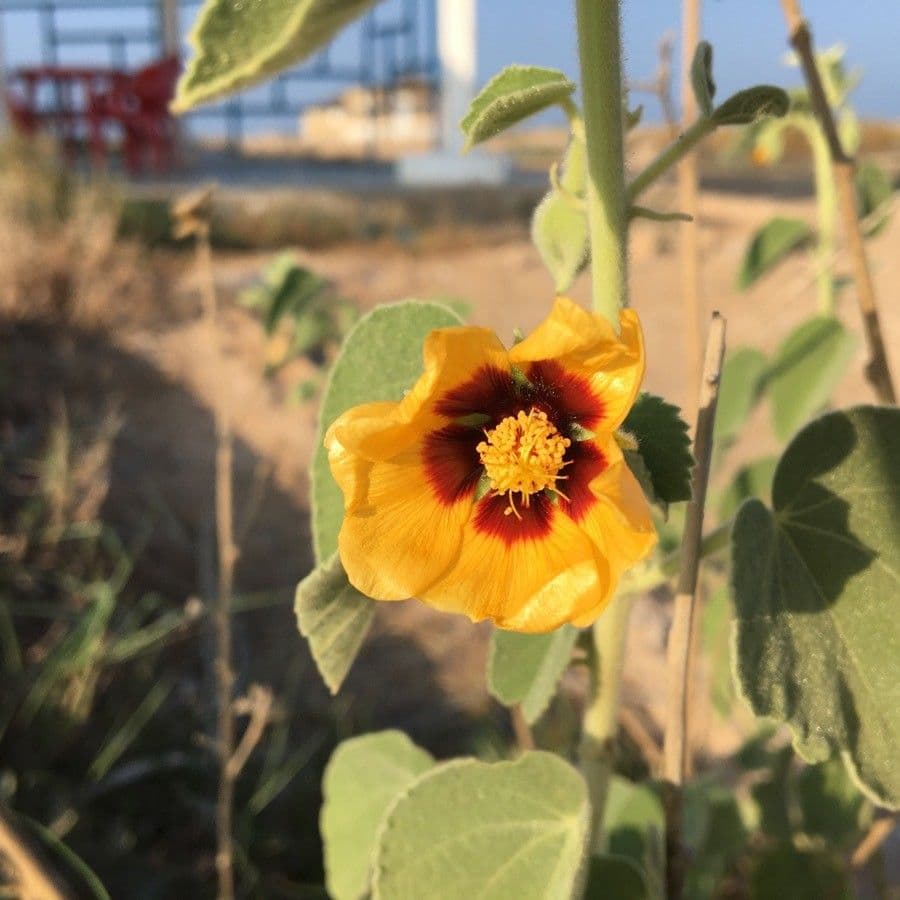 Abutilon hirtum