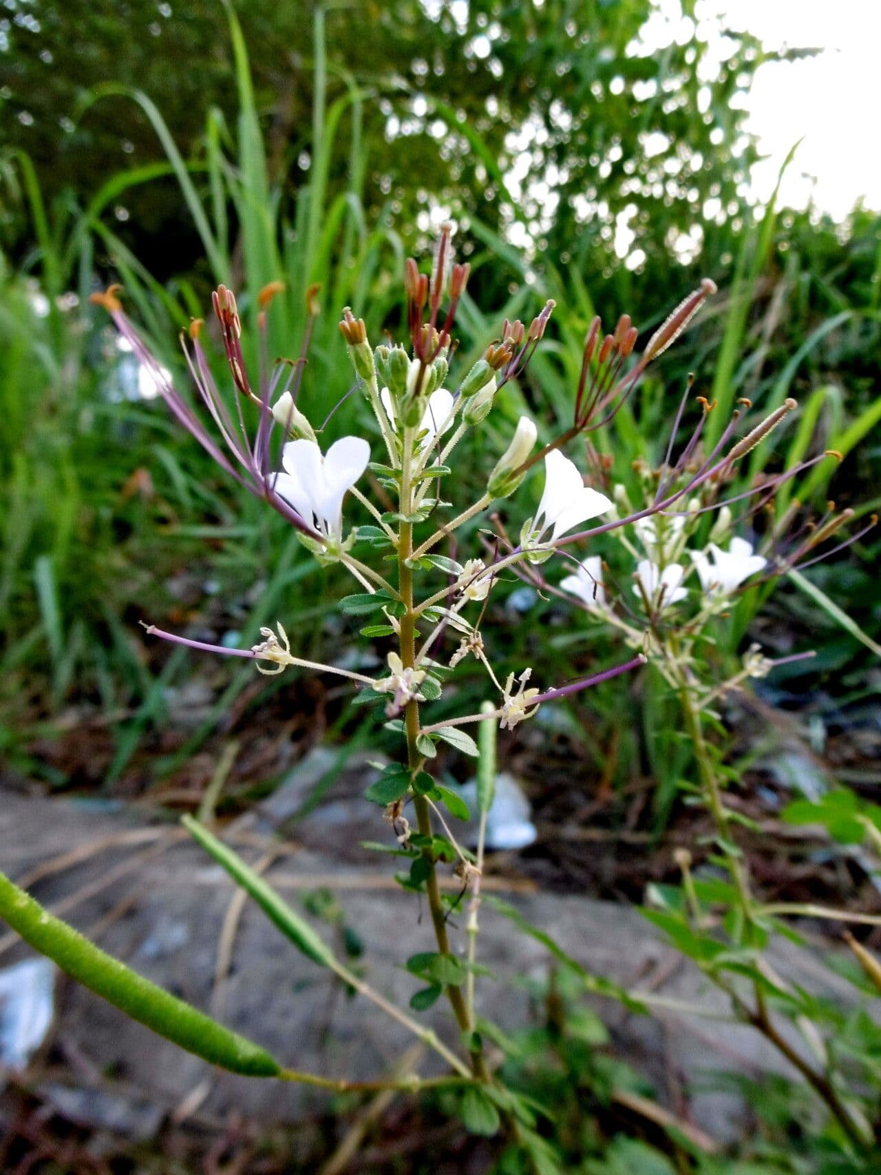 Cleome gynandra