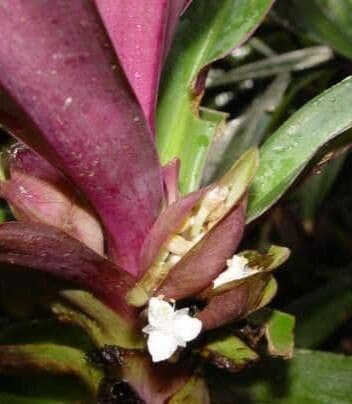 Tradescantia spathacea