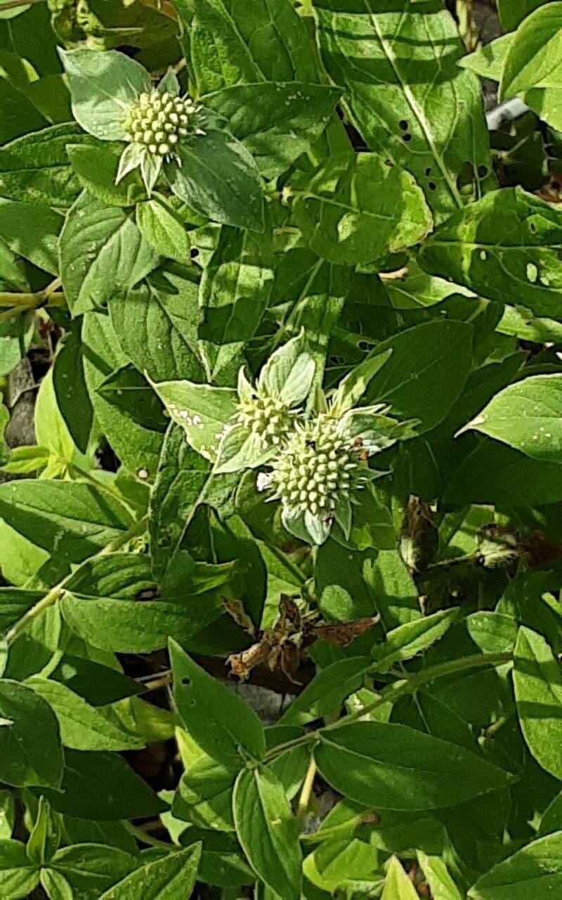 Pycnanthemum muticum