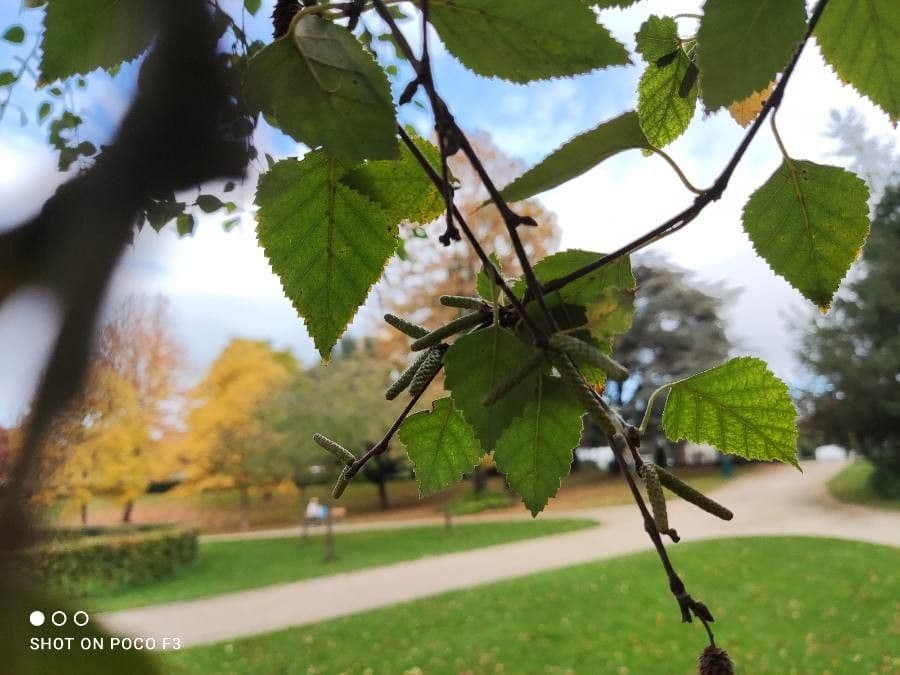 Betula pubescens