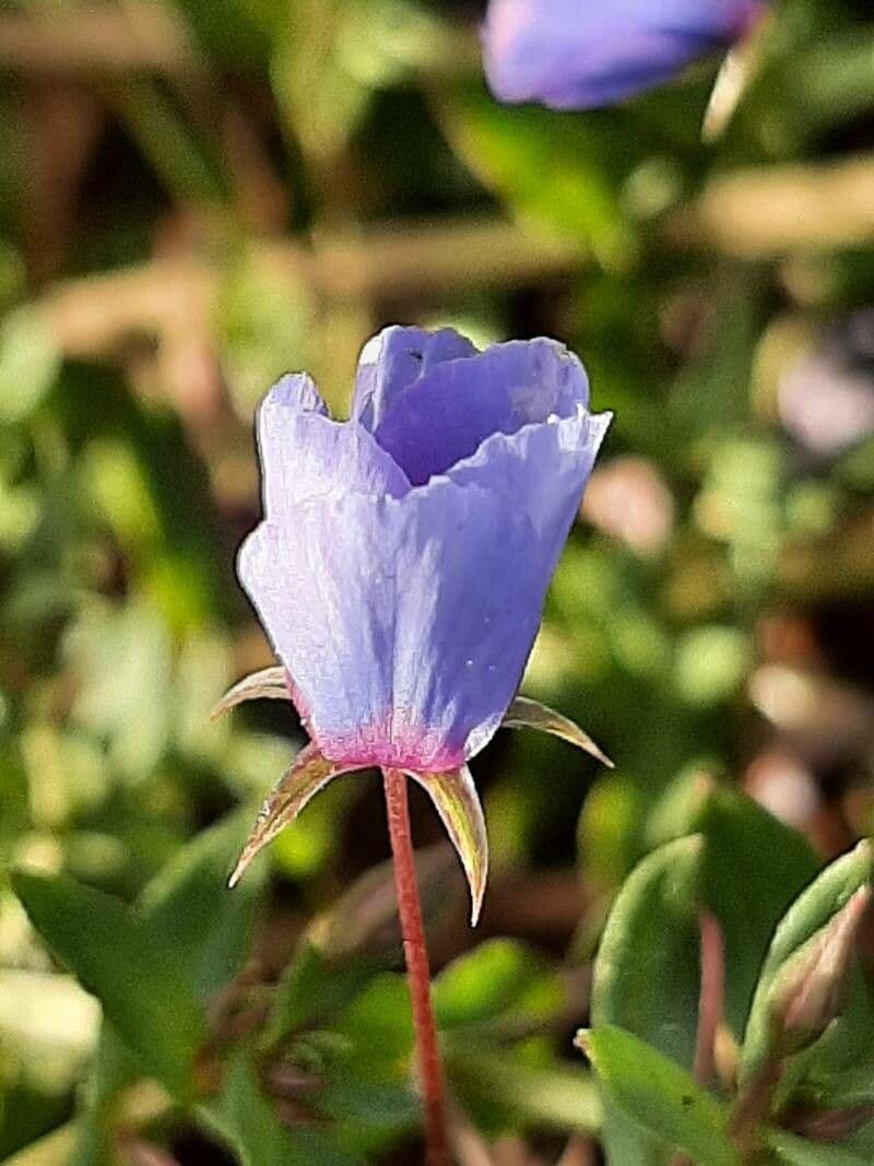 Lysimachia monelli