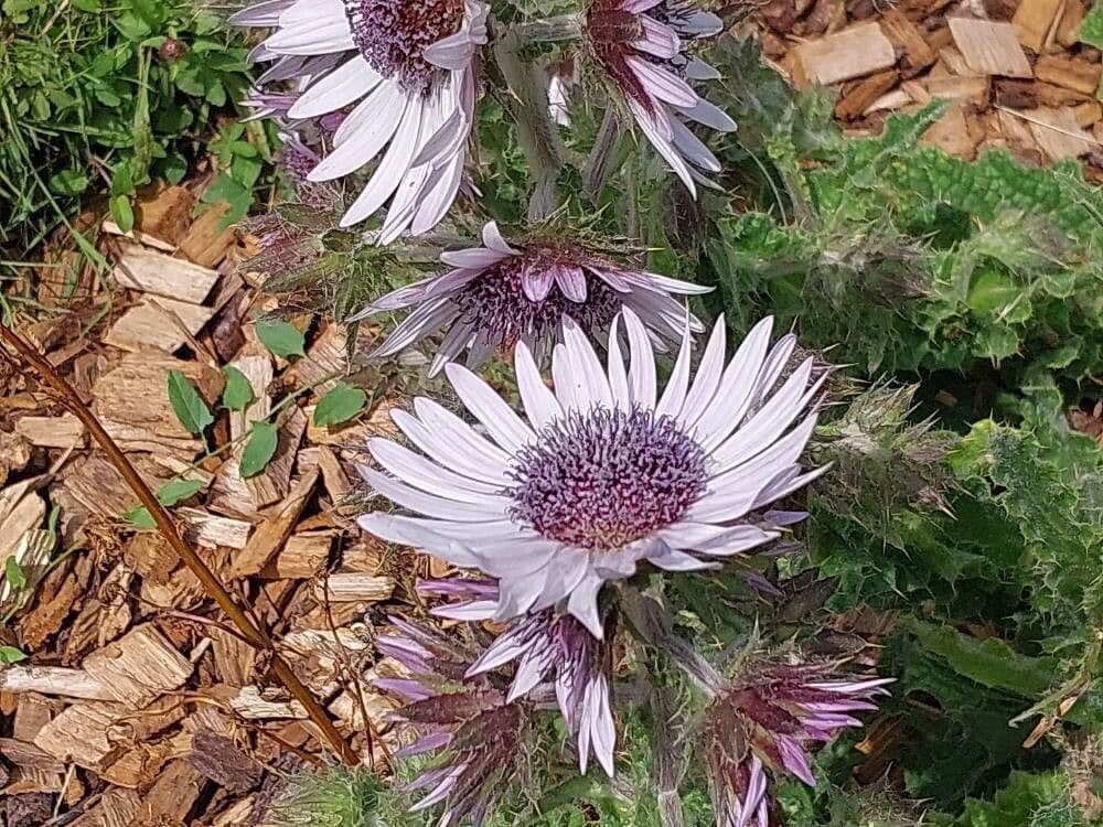 Berkheya purpurea