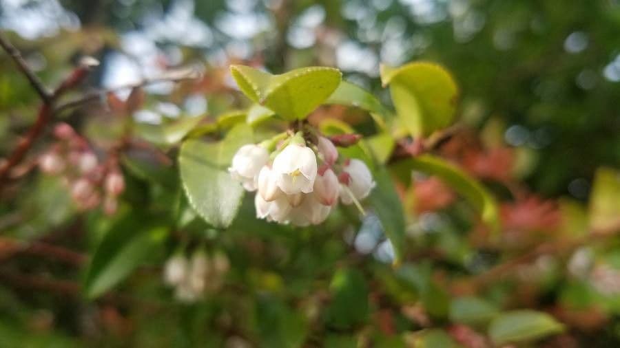 Vaccinium ovatum