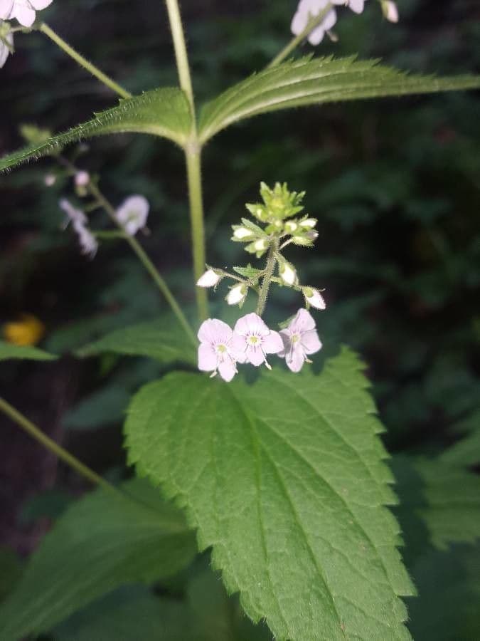 Veronica urticifolia