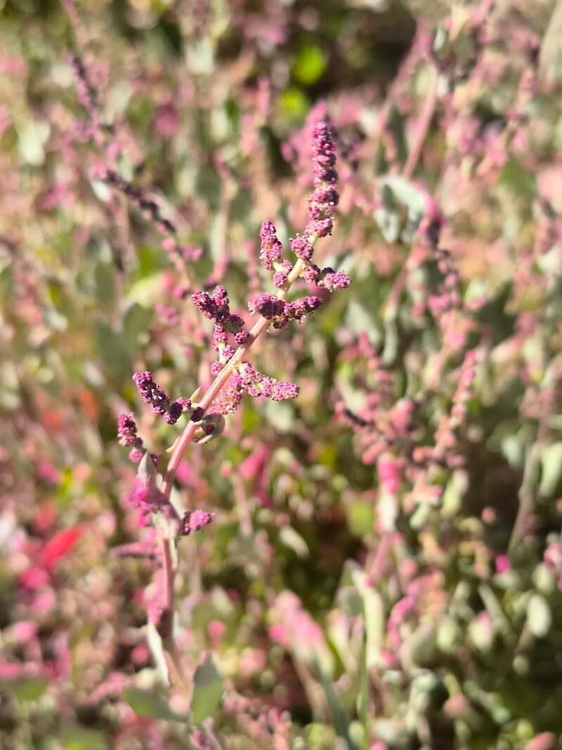 Atriplex rosea