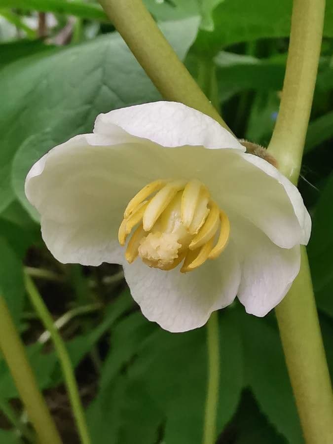 Podophyllum peltatum