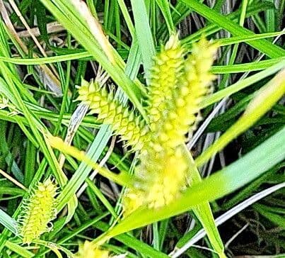 Juncus subnodulosus